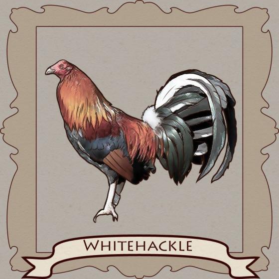 Regarded as the most beautiful gamecock of its time, and even today the Whi...