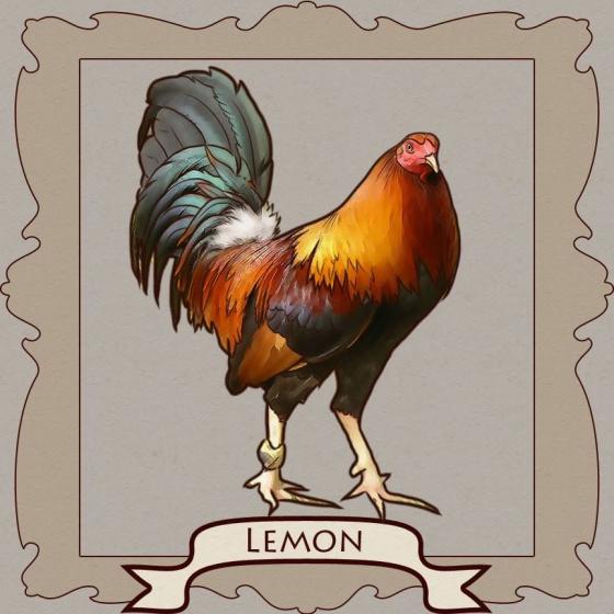 Gallery of the best rooster breed for your flock backyard po