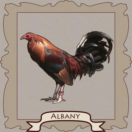 Chocolate albany gamefowl history